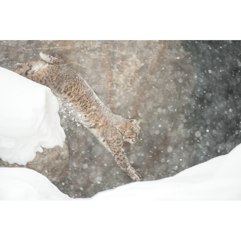 Photo de Lynx par Cyril Doche - Galerie 361
