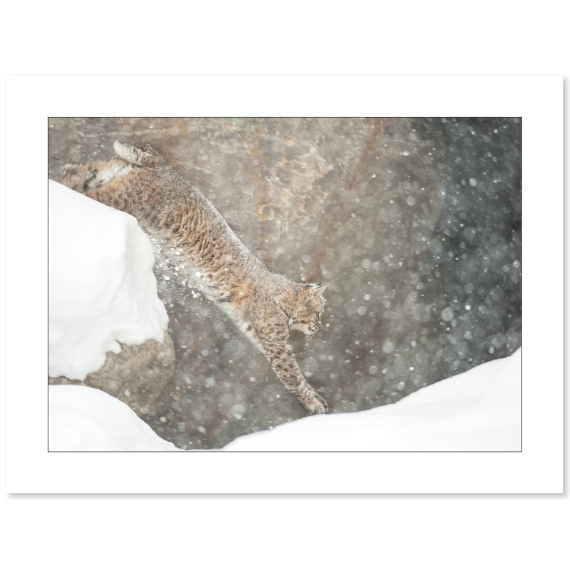 Photo de Lynx par Cyril Doche - Galerie 361
