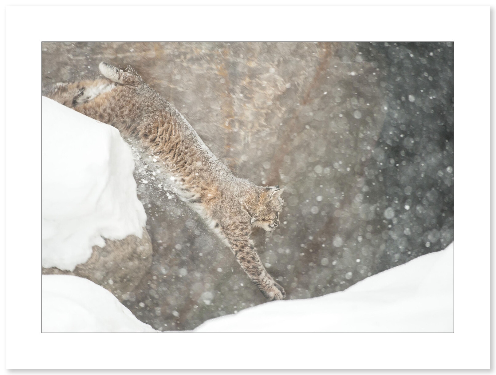 Photo de Lynx par Cyril Doche - Galerie 361