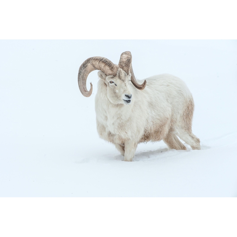 Photo Mouflon par Cyril Doche - Galerie 361