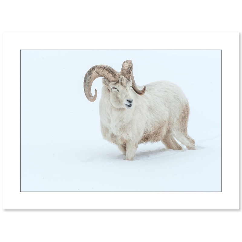 Photo Mouflon par Cyril Doche - Galerie 361