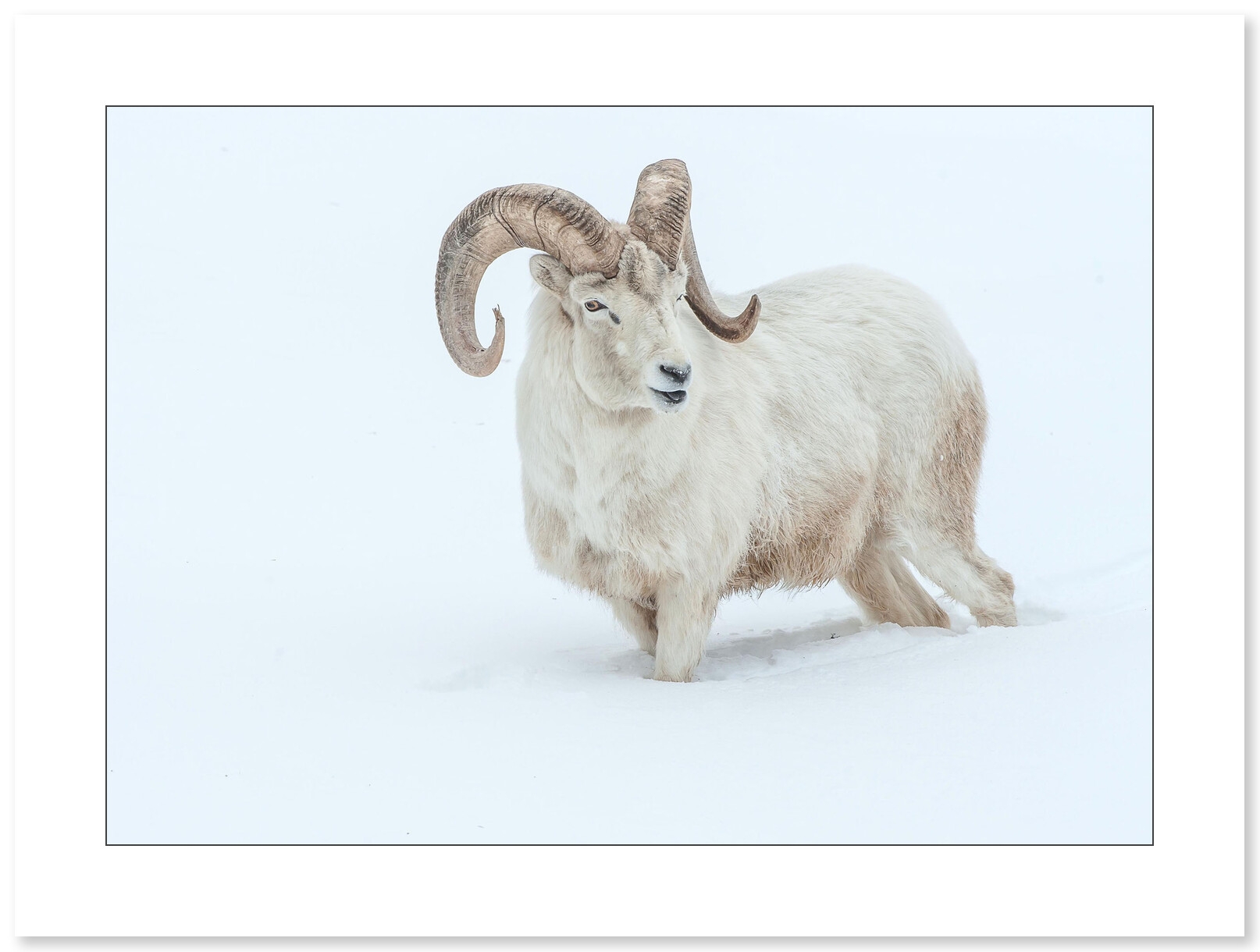 Photo Mouflon par Cyril Doche - Galerie 361