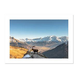 Bouquetin des Alpes sur la crête, face au massif du Mont-Blanc