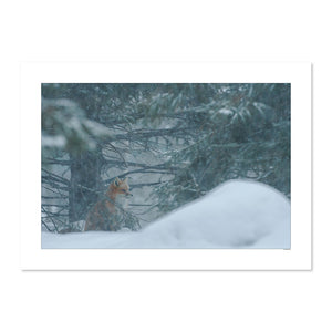 Renard roux assis dans la neige