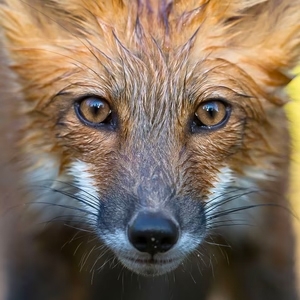 Nature, faune et flore