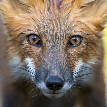 Nature, faune et flore